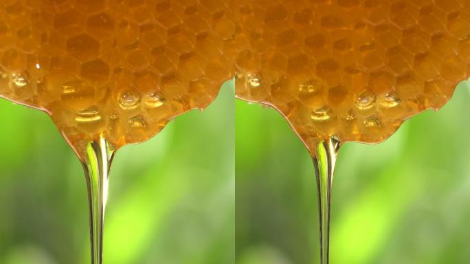蜂蜜从蜂巢中流出
