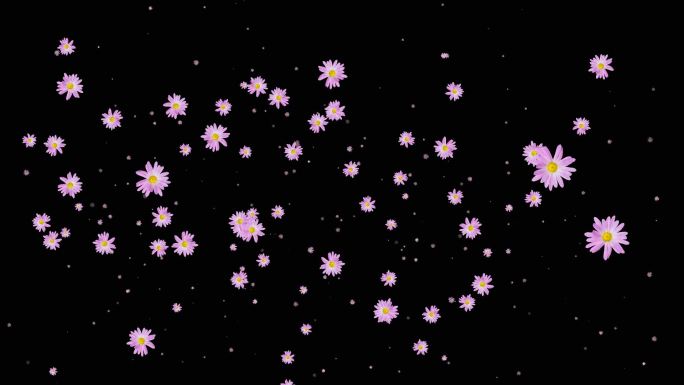 紫色菊花爆出动画