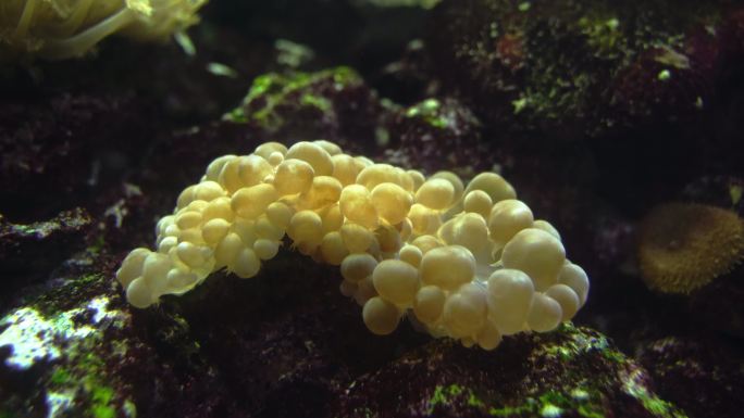 气泡珊瑚海底珊瑚