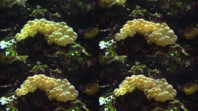 气泡珊瑚海底珊瑚