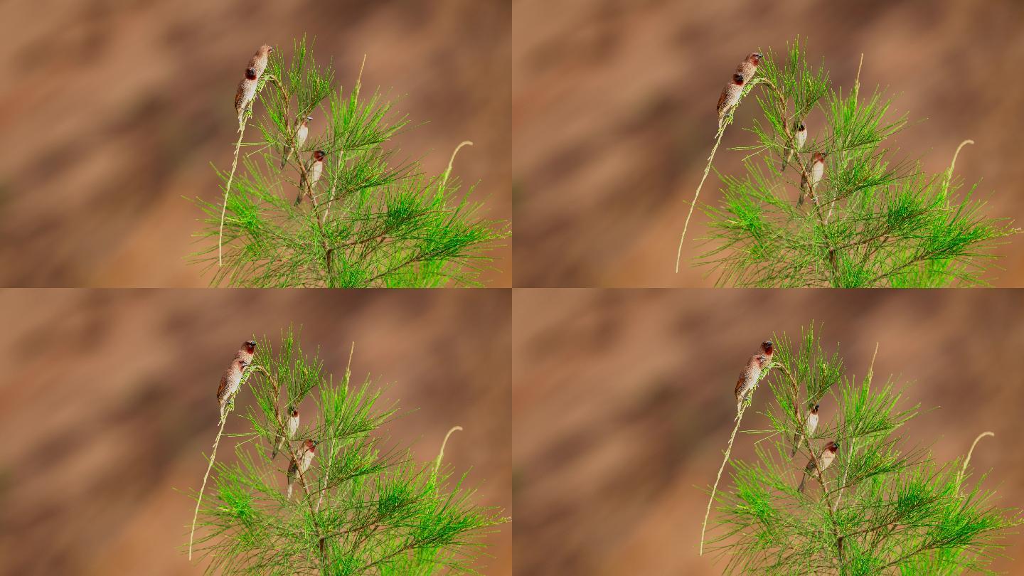 斑纹鸟-高速摄影
