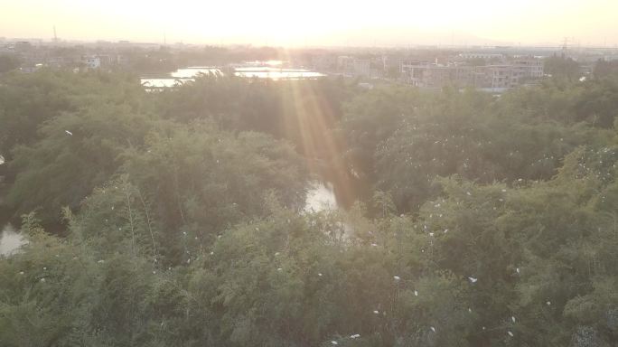 夕阳下的鹭鸟天堂和桑基鱼塘