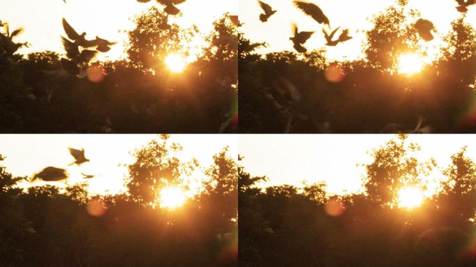 日出时飞鸟各种鸟儿站在枝头鸟儿飞走梳洗羽