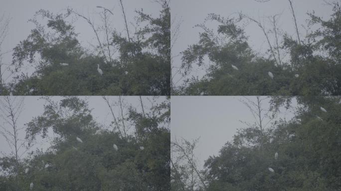 白鹭栖息在竹林中