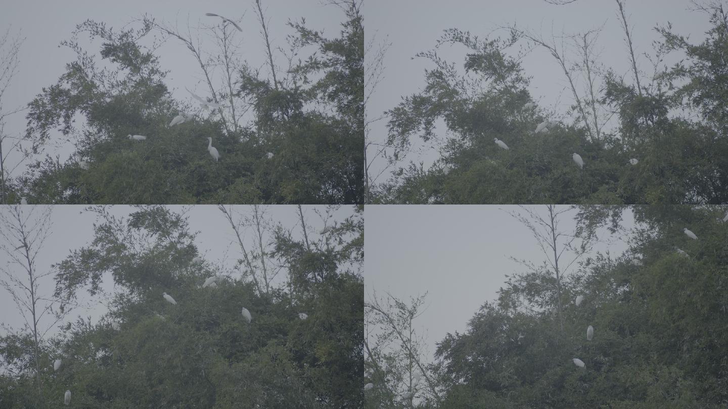 白鹭栖息在竹林中
