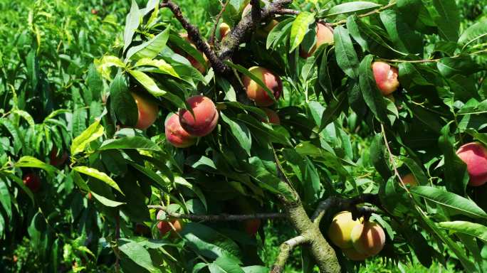 4K树上的桃子新鲜桃子水蜜桃大白桃园桃林