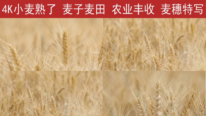 麦子丰收成熟麦穗