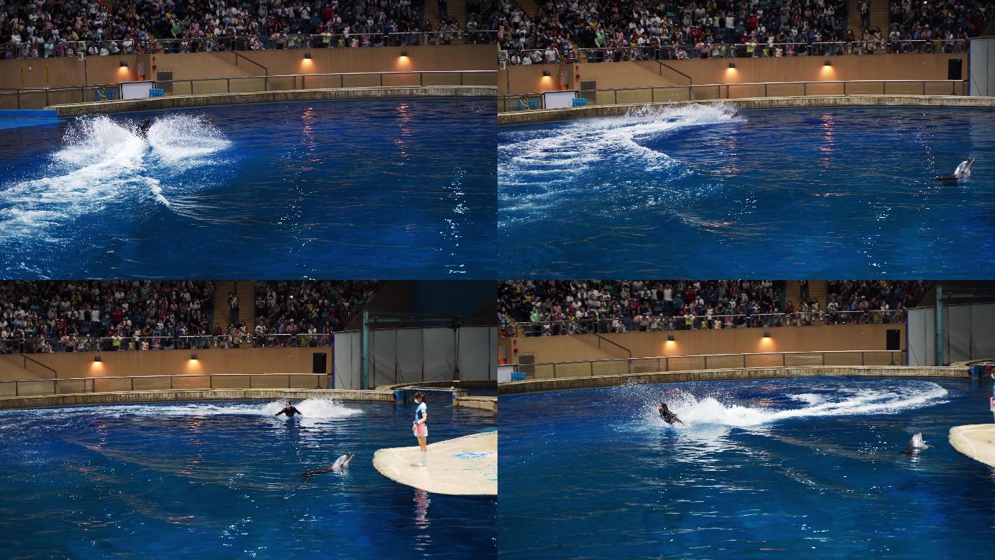 海豚表演动物表演