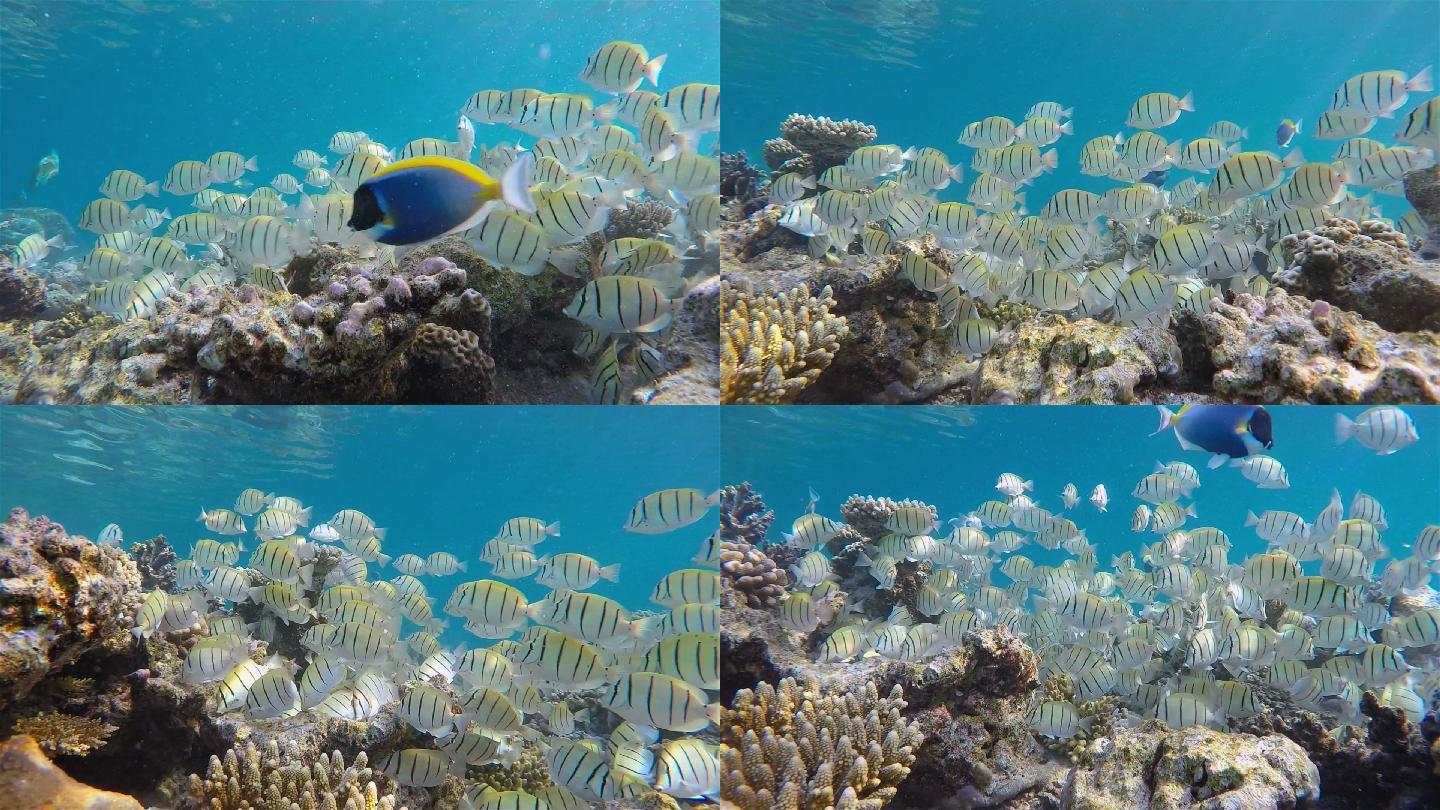 马尔代夫珊瑚礁上的鱼群