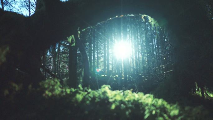 阳光从树林中的缝隙中穿过