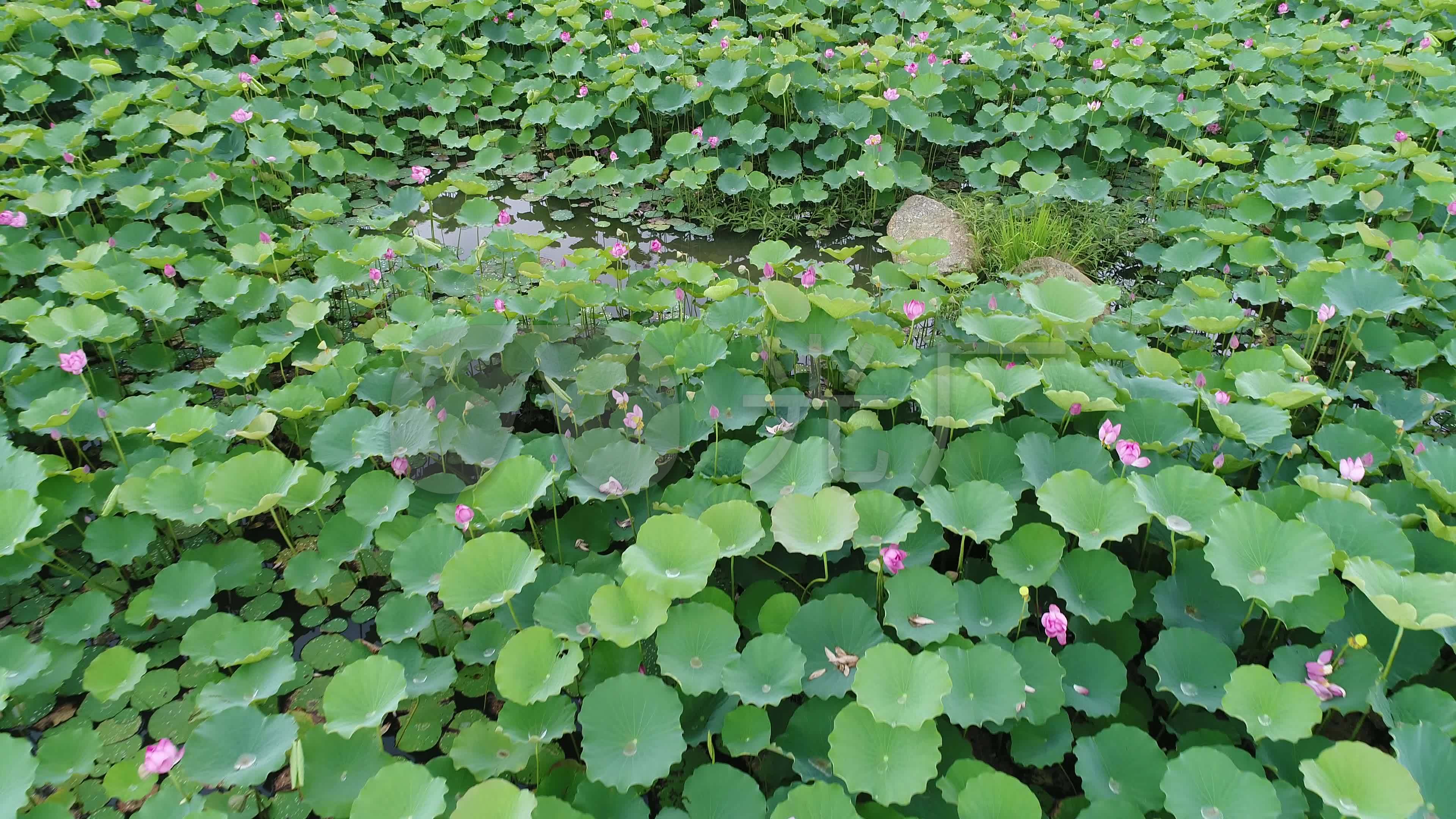 素材 实拍 自然风景 荷花来自原始文件或预览原始文件的1