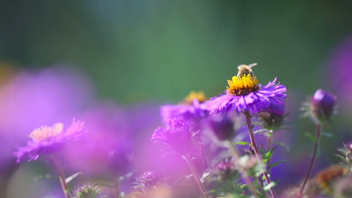 蜜蜂在紫菀花上采蜜