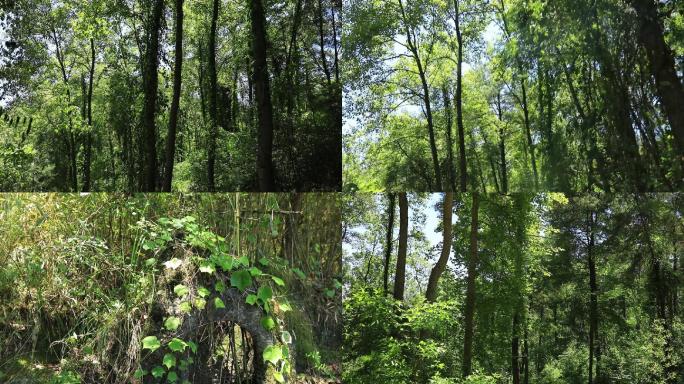 实拍森林远景素材9组75秒