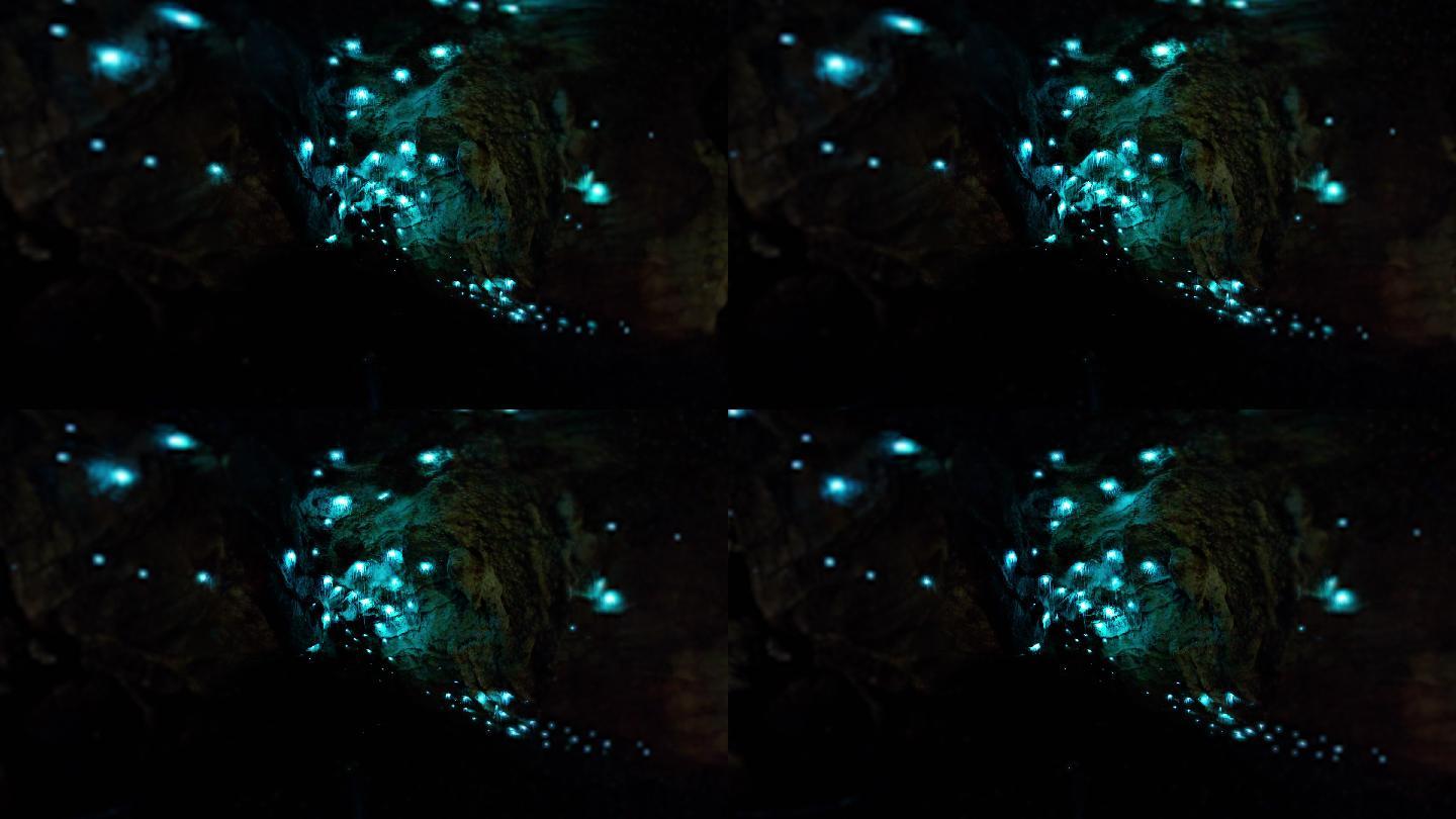 黑暗洞穴内的发光生物萤光虫