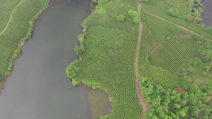 4K高清航拍俯瞰河间茶叶种植小岛