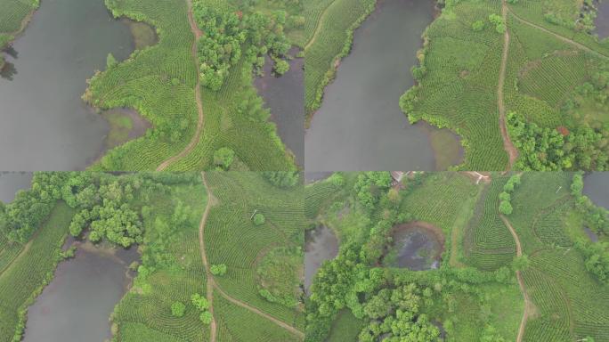 4K高清航拍俯瞰河间茶叶种植小岛