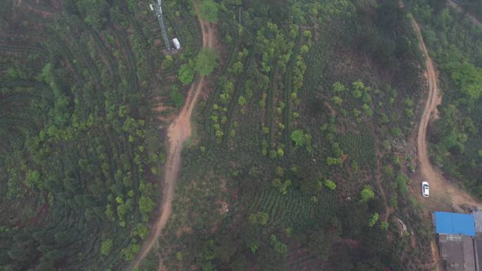 4K高清航拍俯瞰大规模茶山壮观景象