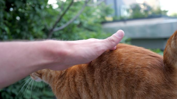 一名男子抚摸着可爱的橘猫