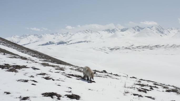 那拉提雪山上的野狐狸