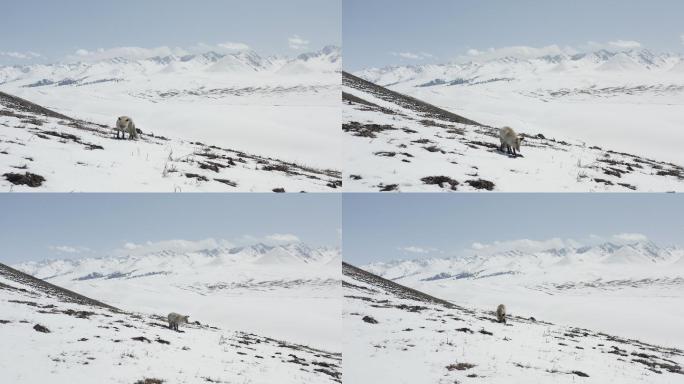那拉提雪山上的野狐狸
