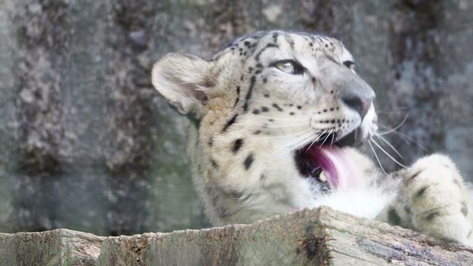 雪豹野生动物动物园参观