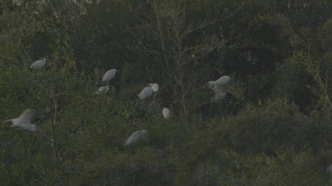 一群白鹭栖息在竹梢上