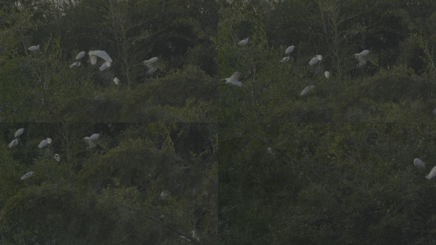 一群白鹭栖息在竹梢上