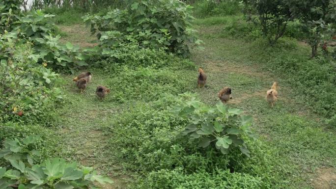 土鸡-生态农业养殖-果园+养鸡