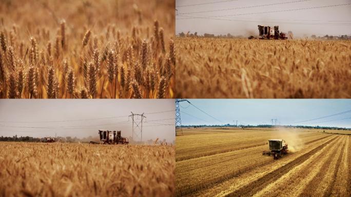 高清小麦收割芒种收麦夏收航拍视频素材