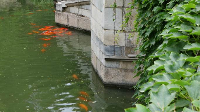 4K北海金鱼池锦鲤红鱼