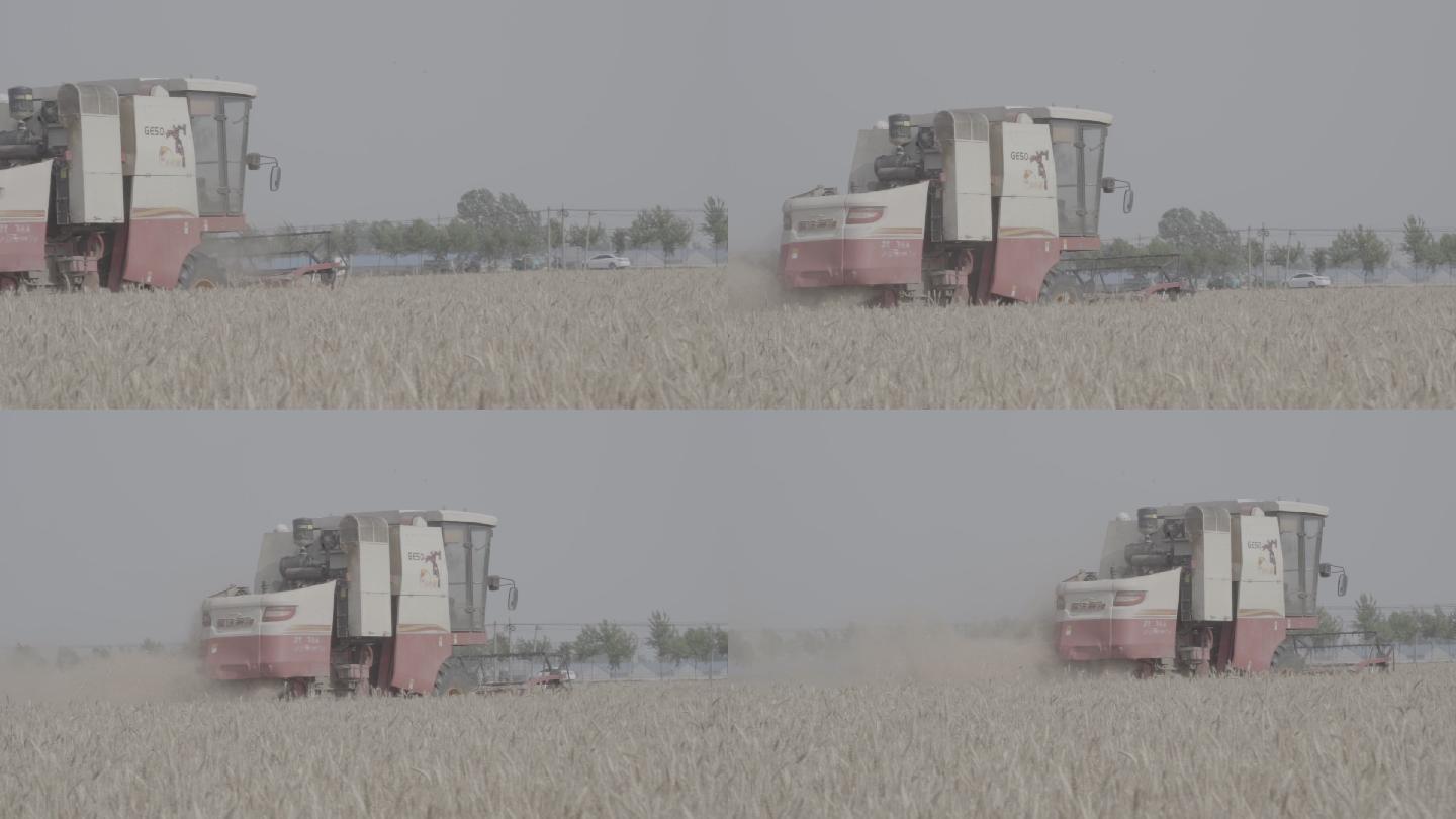 农业收割小麦