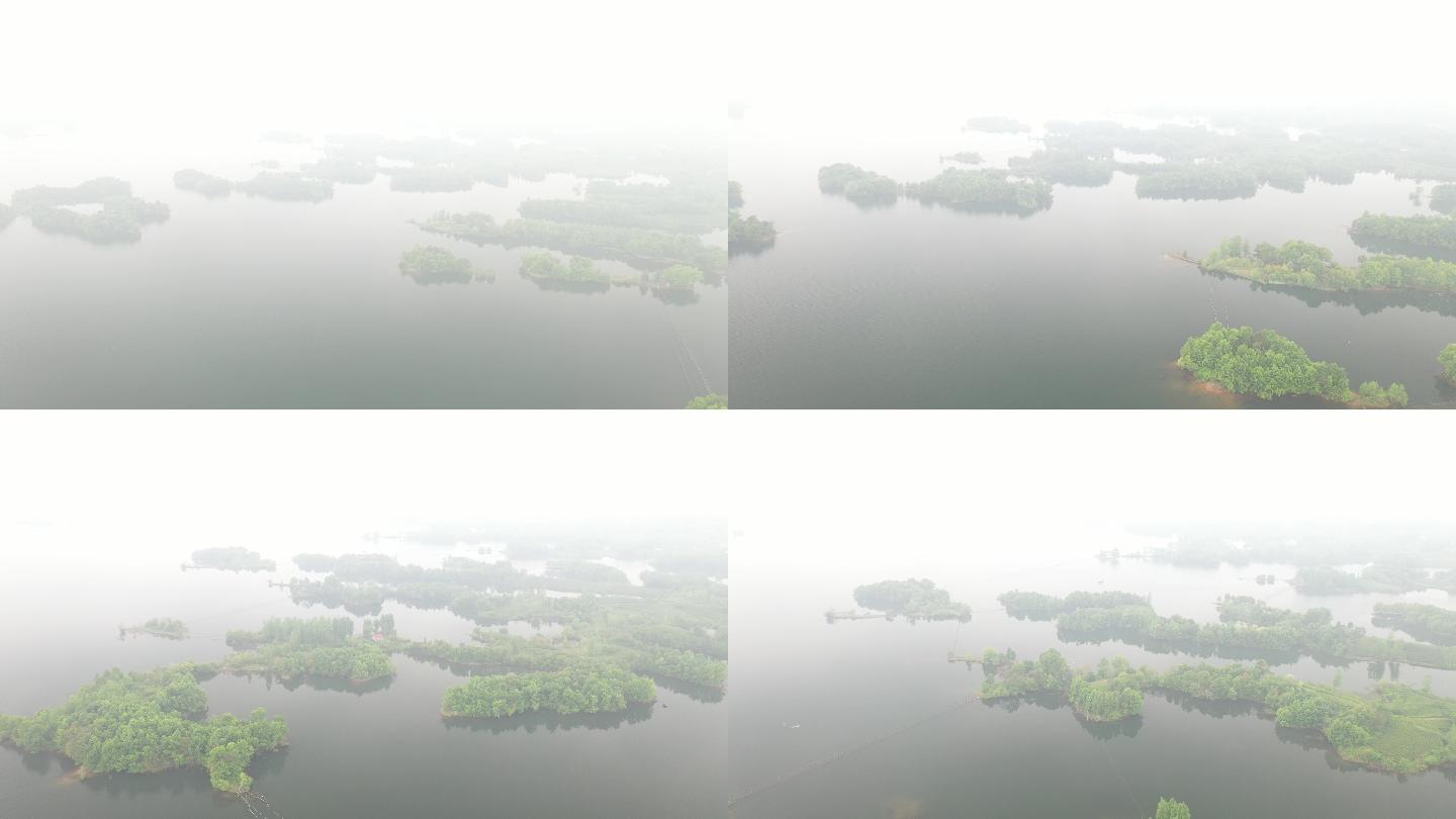 4K航拍清晨薄雾河间茶叶种植茶岛