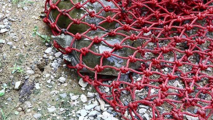 被渔网网住的甲鱼