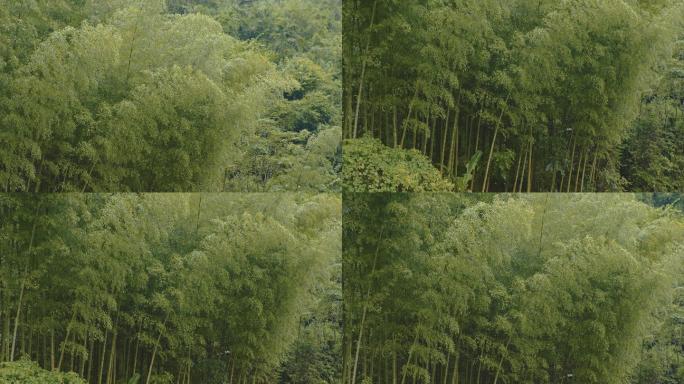 5k素材竹林意境治愈画面自然景色