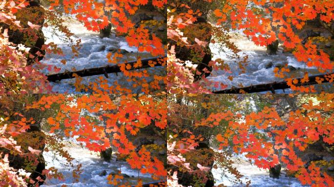 秋天的瀑布，枫叶，河流