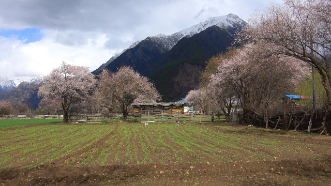 西藏桃花沟的顶仲村