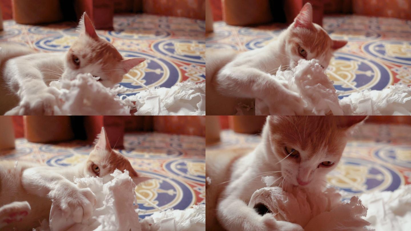 在玩纸的小猫咪宠物店猫粮狗粮流浪猫猫砂盆