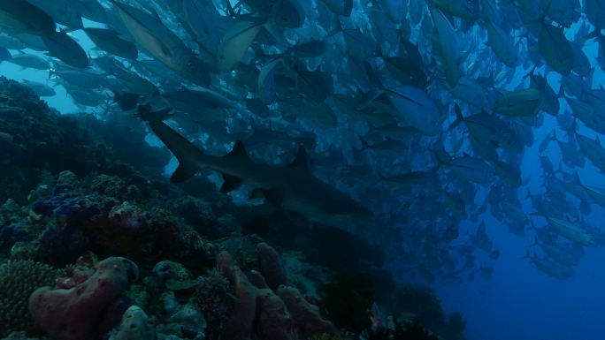 海底鱼群海底世界背景深海鱼群各种热带鱼