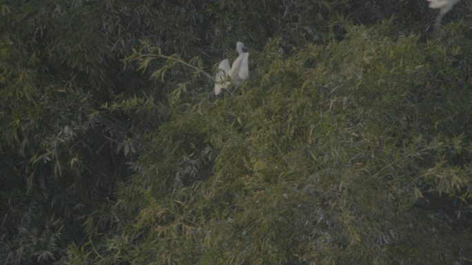 一只白鹭停落在竹梢上