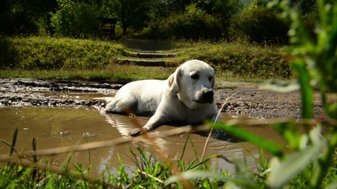 躺在泥里的拉布拉多猎犬