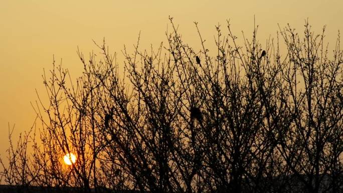 清晨阳光暖调天空树枝小鸟