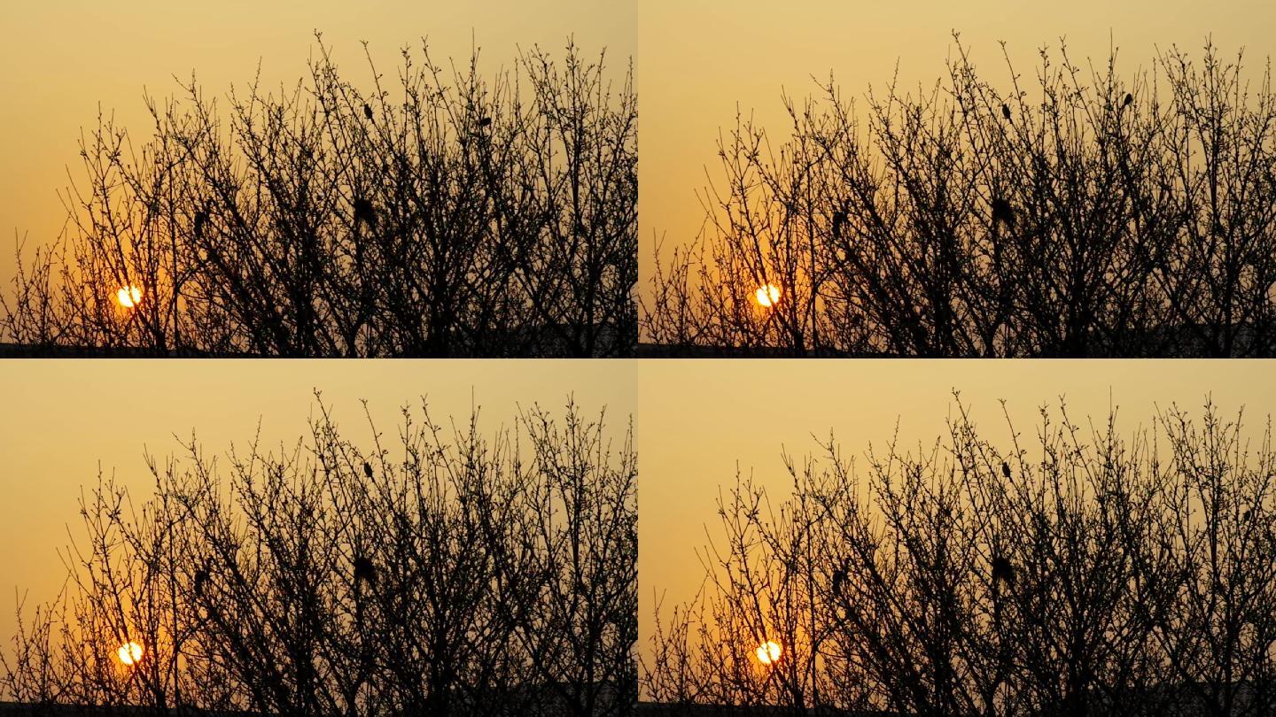 清晨阳光暖调天空树枝小鸟