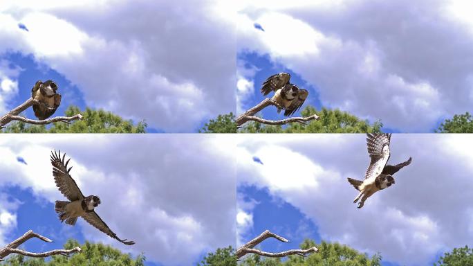 从树枝上展翅飞翔的猫头鹰