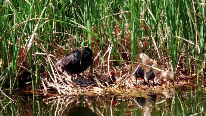 白骨顶鸡带雏离巢1080