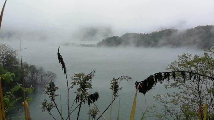 山雾飘渺花草随风动