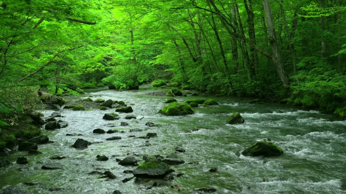 绿色森林中的溪流河流户外瀑布