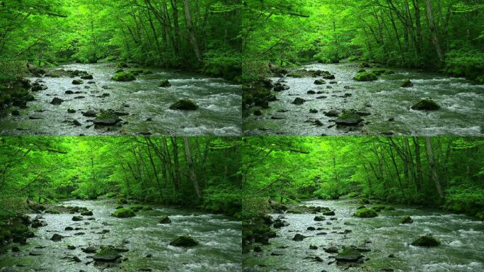 绿色森林中的溪流河流户外瀑布