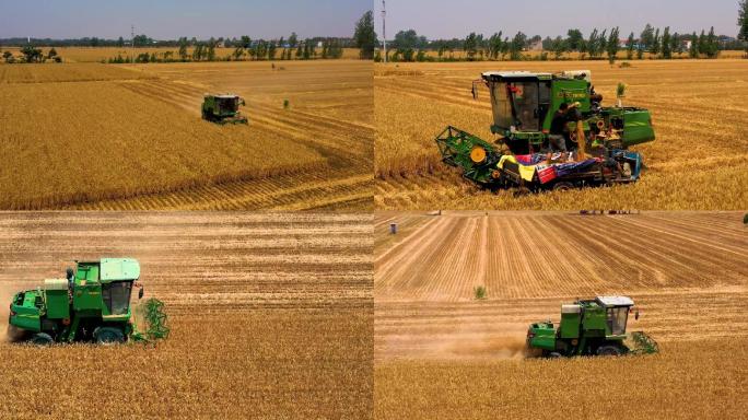 在希望的田野上|小麦夏收大地一片金黄