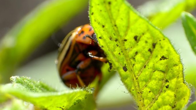 科罗拉多甲虫在树叶上爬行