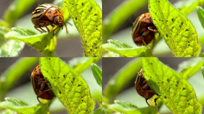 科罗拉多甲虫在树叶上爬行